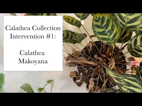 Calathea Collection: Calathea Makoyana Intervention #1 (Root Bound, No Drainage, Pests?)