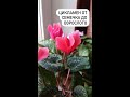 ЦИКЛАМЕН ИЗ СЕМЯН #комнатныецветы #цикламен #семена