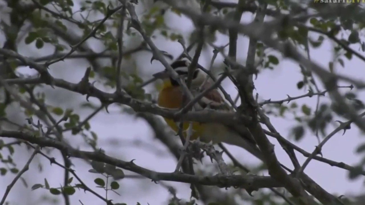 sindile faku June 18, 2017- Sunrise - Lovely little Bird The Golden Breasted Bunting with Bryan