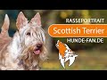Scottish Terrier [2019] Rasse, Aussehen & Charakter の動画、YouTube動画。