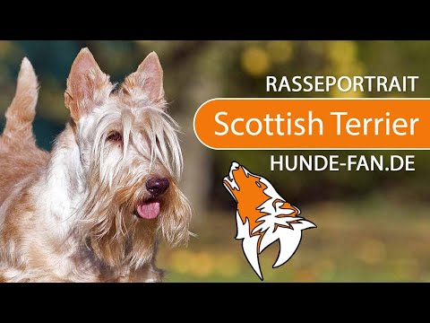 ► Scottish Terrier [2019] Rasse, Aussehen & Charakter