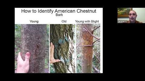 Finding American Chestnuts
