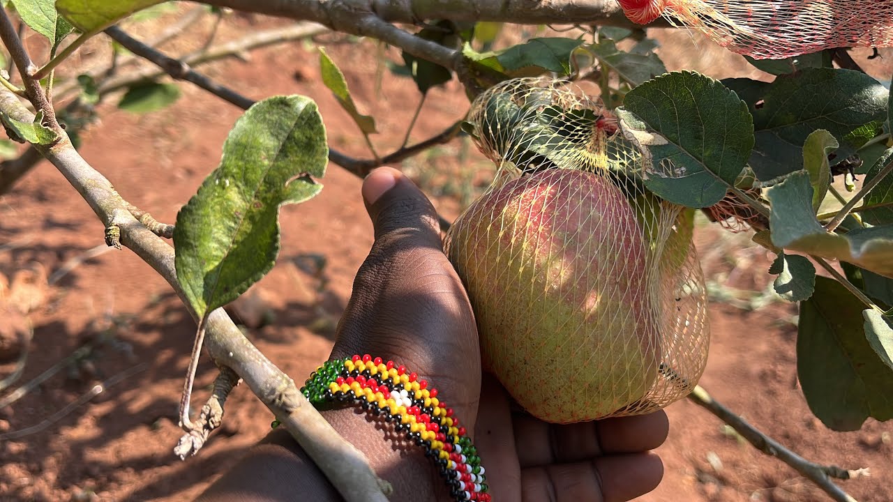 another-harvest-is-almost-here-prt-3-with-narration-apple