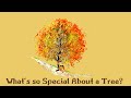 Book Trailer - What's so Special About a Tree?