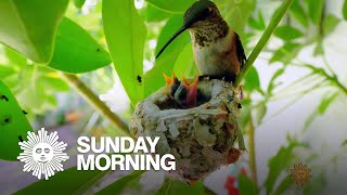 Nature: Hummingbird nest