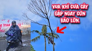 Vua khỉ cưa hạ gốc nhiều cây lớn và gặp phải cơn Bão lớn tại Thủ Đức (Phần 1/2).