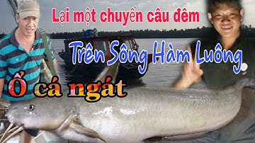 Câu Đêm Trên Sông Hàm Luông#TPTV