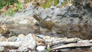 Robin. Petirrojo. (Erithacus rubecula)