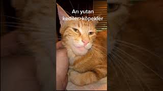 Arı Yutan Kedi Ve Köpek