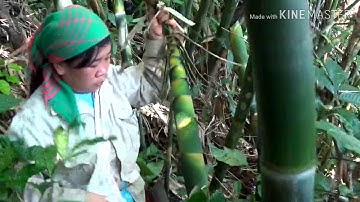 Hai vợ chồng dàng A Lử đi hái măng nứa  .( official minh điệp)