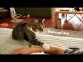 A very polite cat morning alarm ⏰ w. not so polite stares