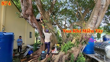 Cây Sộp sống hơn 100 năm tuổi , Vua Khỉ Miền Tây đã cưa mé nhánh như thế nào ? Cutting poplar tree .