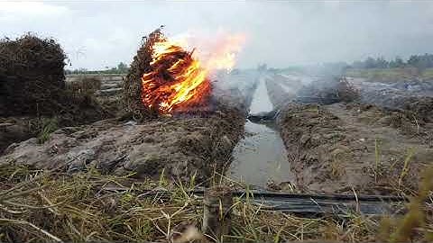 Cá lóc nướng rơm món ngon dân dã đồng quê