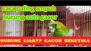 PEMBUKTIAN BURUNG AUTO GACOR DENGAN CARA AMPUH INI