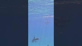 WILD DOLPHINS! Florida Keys