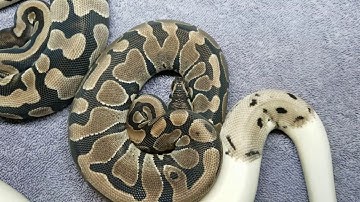 Update on my Axanthic  Pied Project.