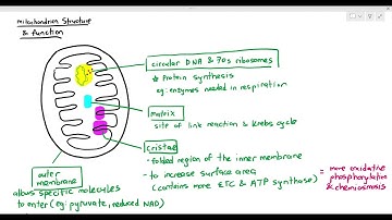 12-10 Structural Adaptation of the Mitochondrion (Cambridge AS A Level Biology, 9700)