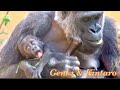 常に母ちゃんの腕の中♪ゲンキの子育て術２⭐️ゴリラ Gorilla【京都市動物園】Baby is always in Mom's arms. Genki's parenting techniques2