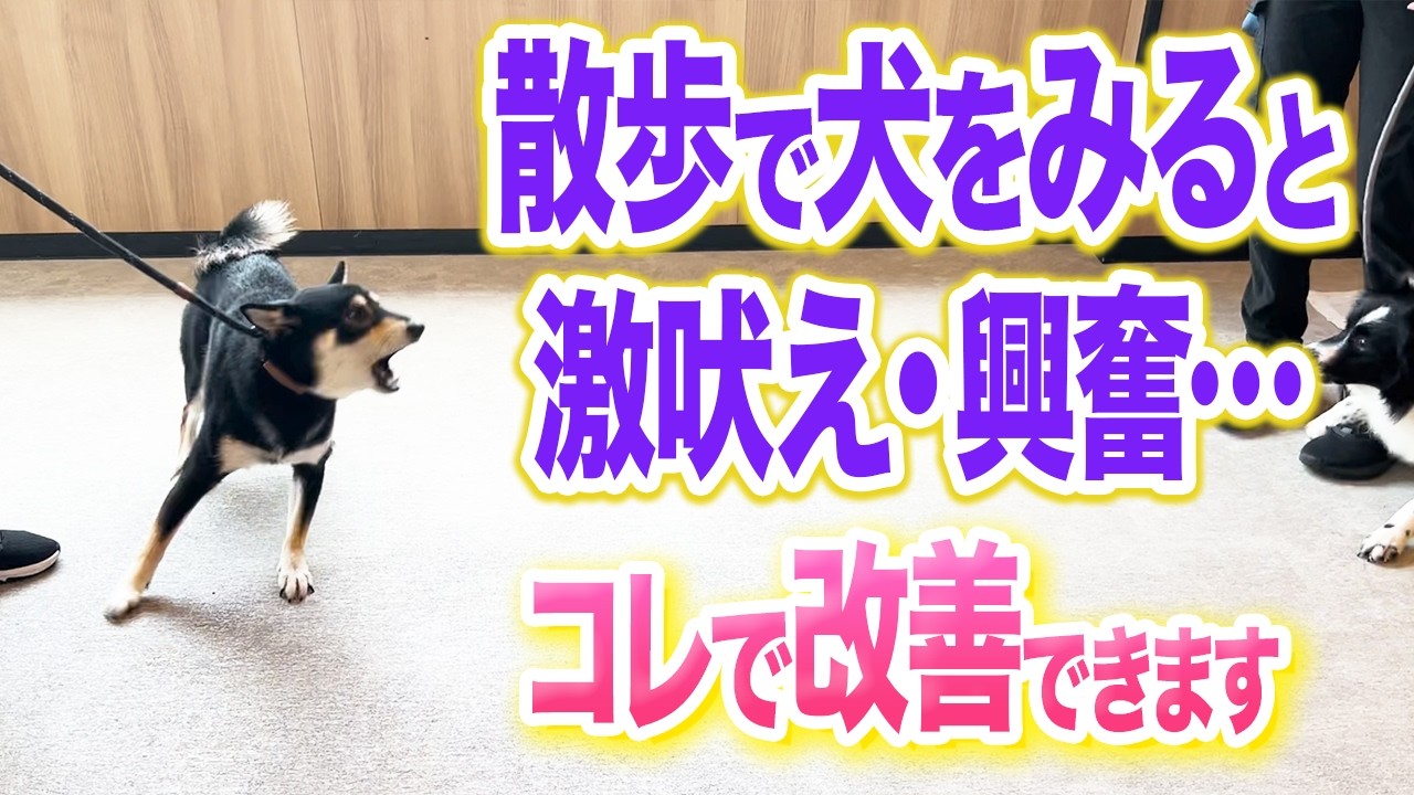 【犬しつけ】散歩で犬をみると激吠え・興奮する時の改善法【ドッグトレーナー解説】