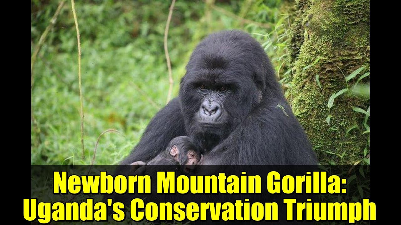 Newborn Mountain Gorilla: Uganda's Conservation Triumph | Mgahinga National Park