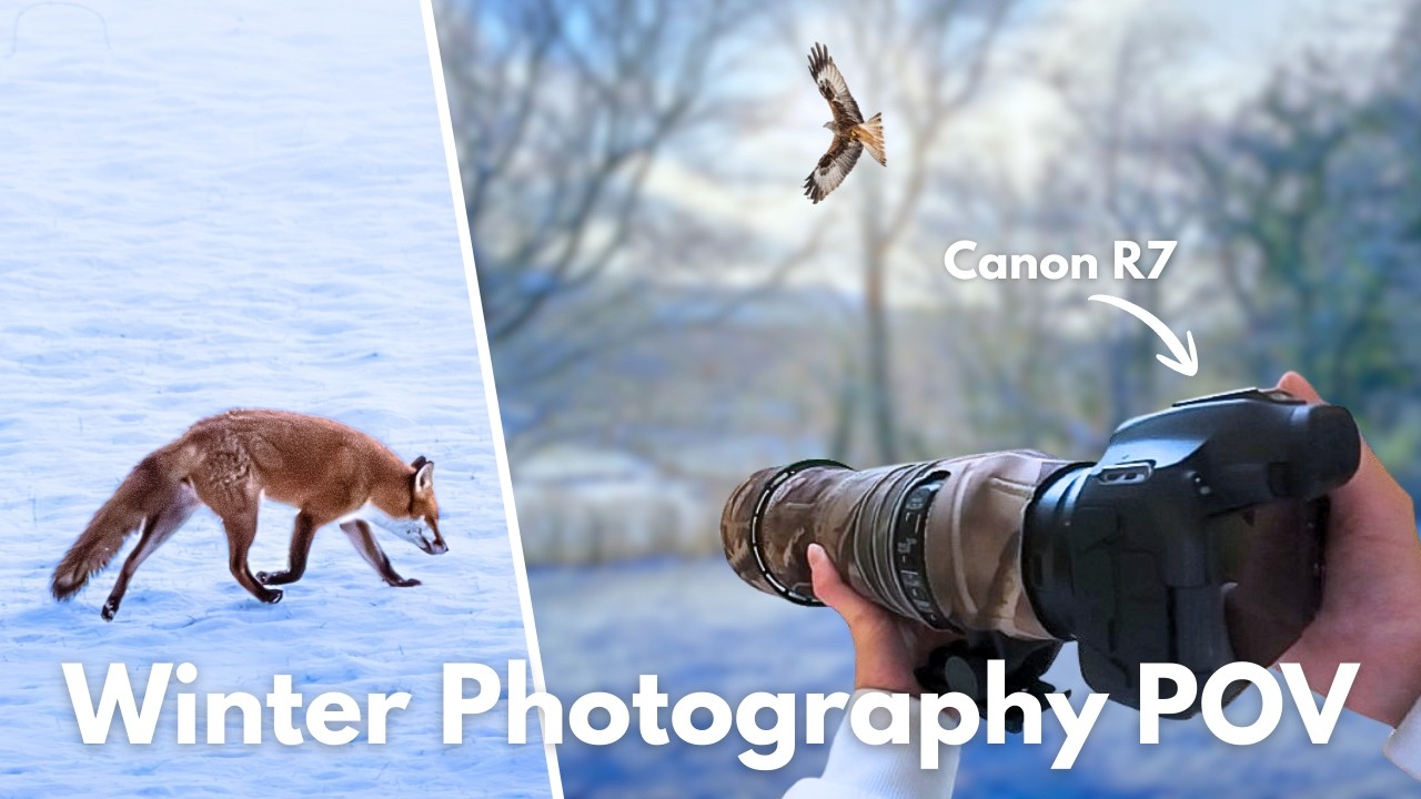 Winter Wildlife - Photography POV | with the Canon R7 and Sigma 150-600mm