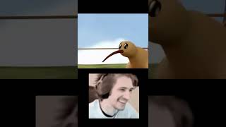 Kiwi The Bird That Could Not Fly 😭