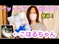 【ペットドア】取り付けてみた　 簡単！誰でもできる！　猫窓　ネコ窓