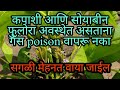 कपाशी आणि सोयाबीन फुलोरा अवस्थेत असताना गॅस poison कीटकनाकांचा वापर करू नका | पश्चाताप होईल