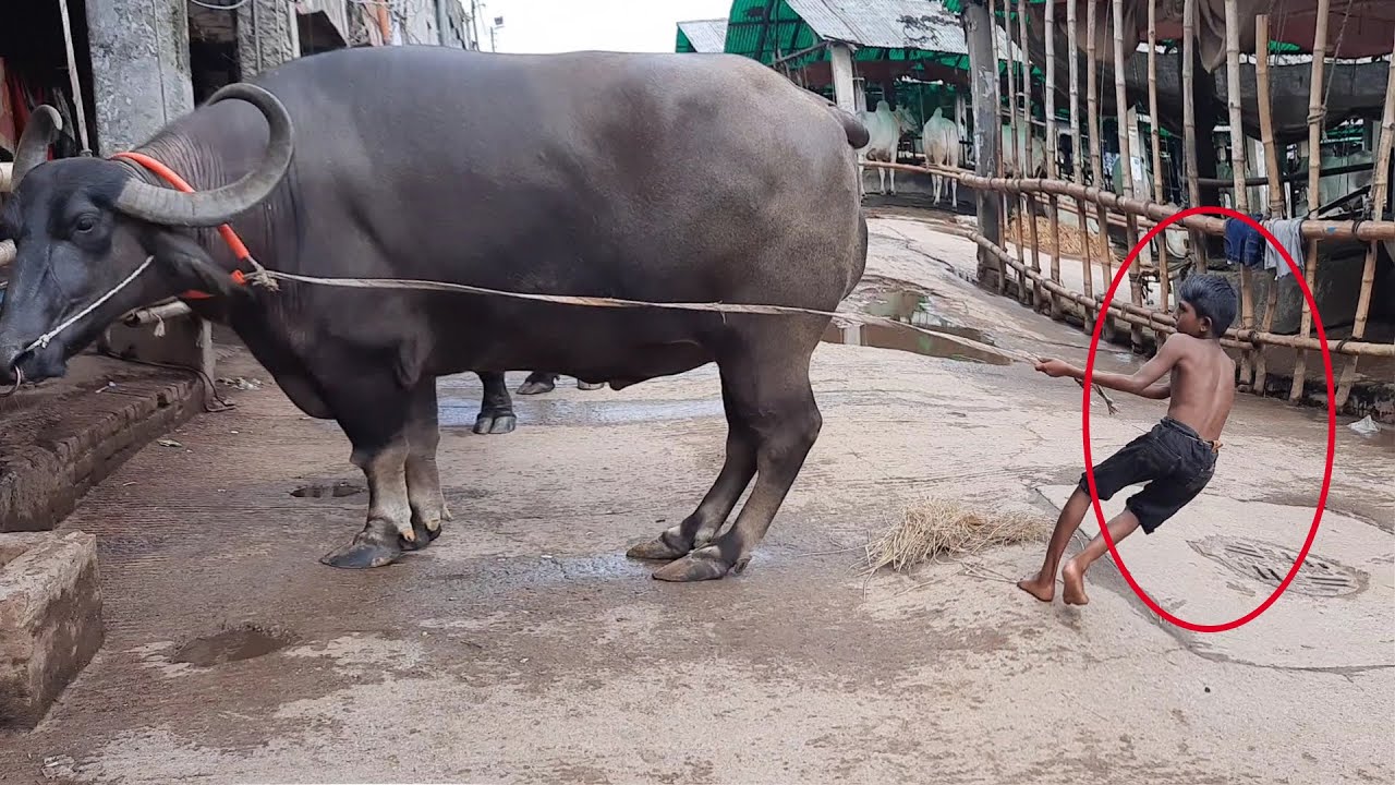 Small boy Vs Buffalo I Big buffalo in Bangladesh 2020 I Buffalo Riding