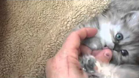 Watch the video about Introducing- Shaded Persian female kitten Smokey