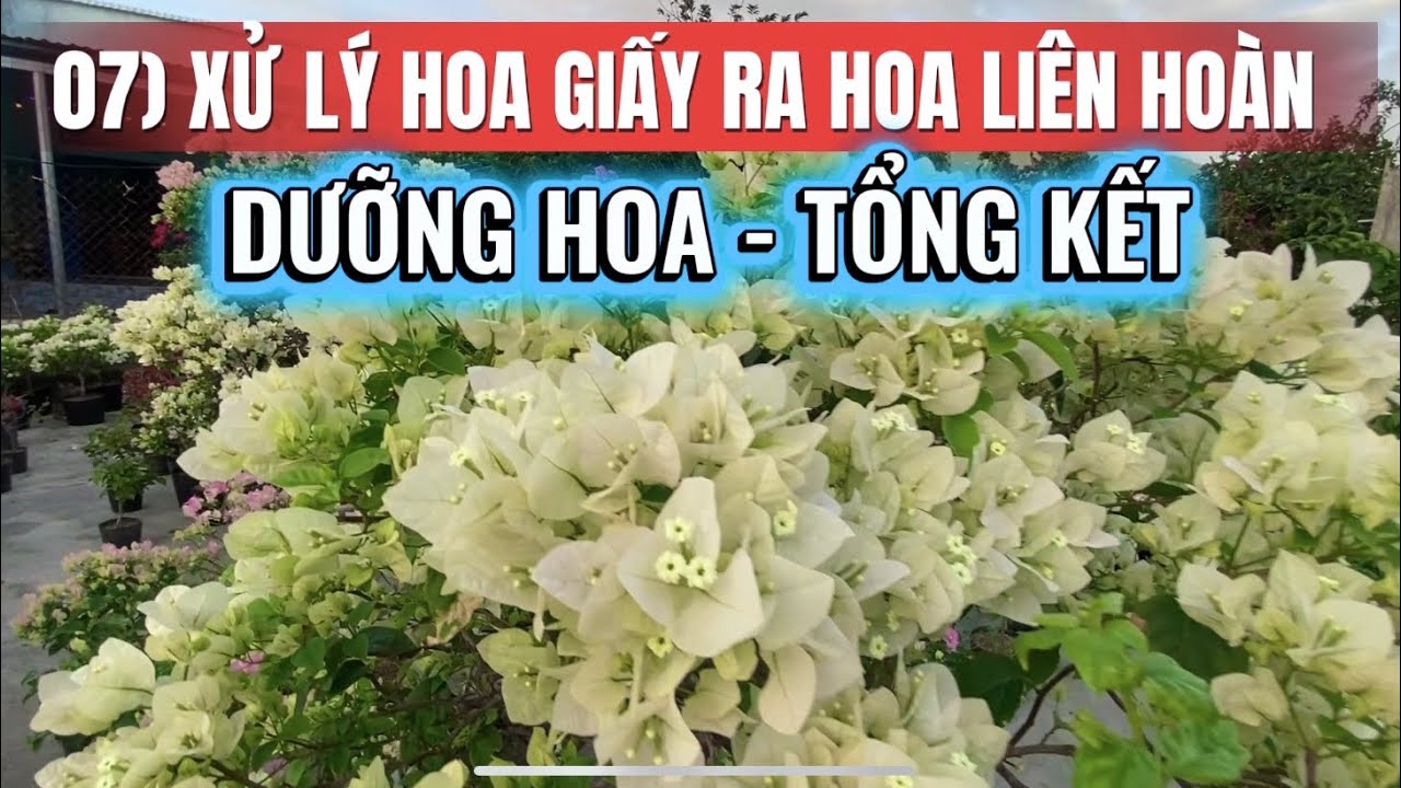 07) Xử lý cây hoa giấy ra hoa liên hoàn cước.