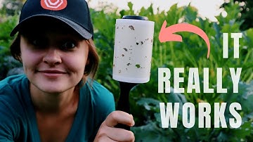 The Ultimate Squash Bug Solution