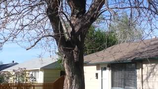 Squirrel vs. Two Robins