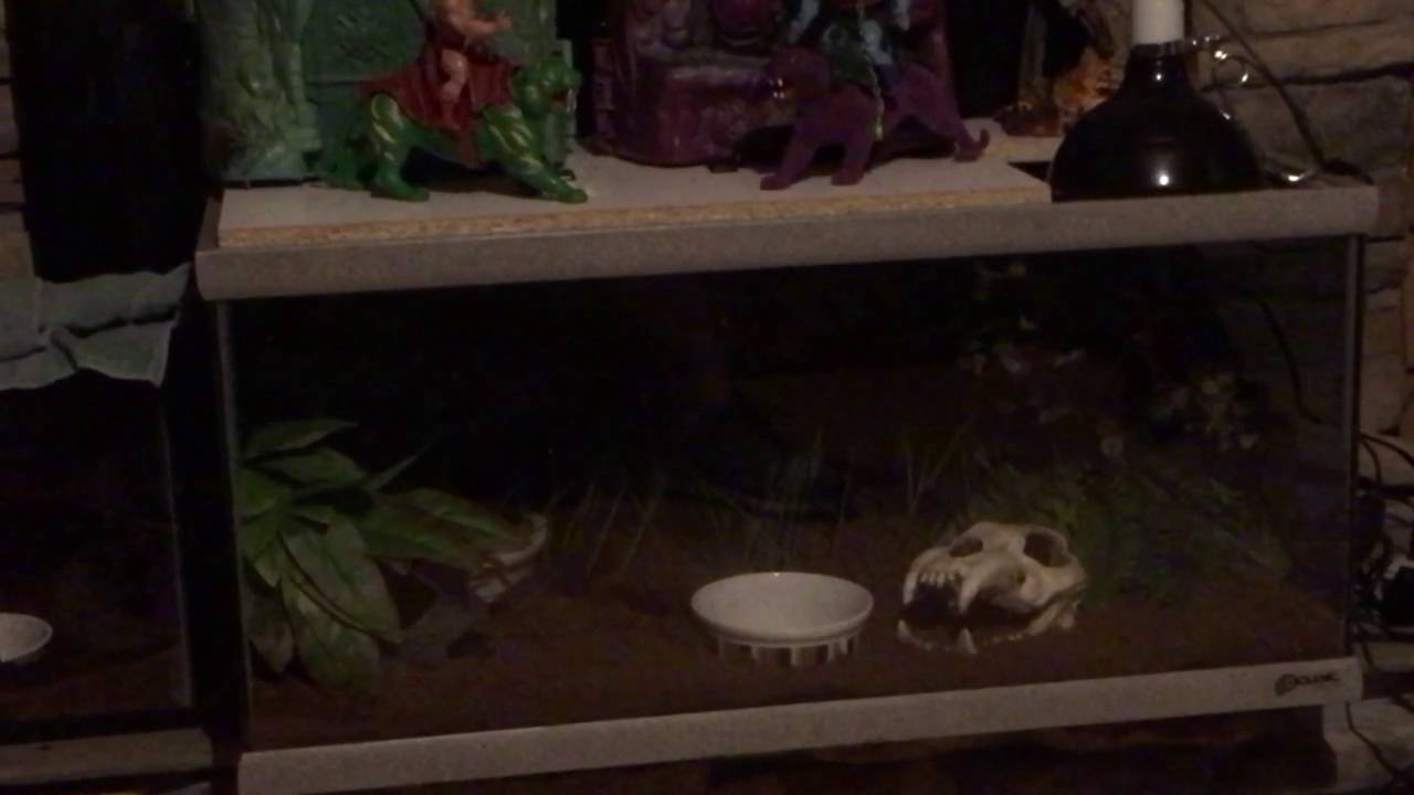beasty My Cane Toads eating :)