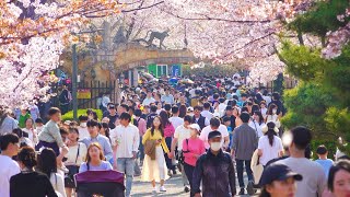 SEOUL GRAND PARK Cherry Blossom Festival 2023 The Most Beautiful Cherry Blossoms in SEOUL