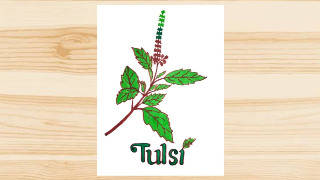 Vastu Rules for watering Tulsi plant: NEVER do these things while offering  jal to Tulsi – India TV