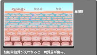 ラミナーゼ モイストクレンジングバームC 120g | [公式]Laminaze