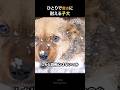 冬の湖で子犬を見つけた