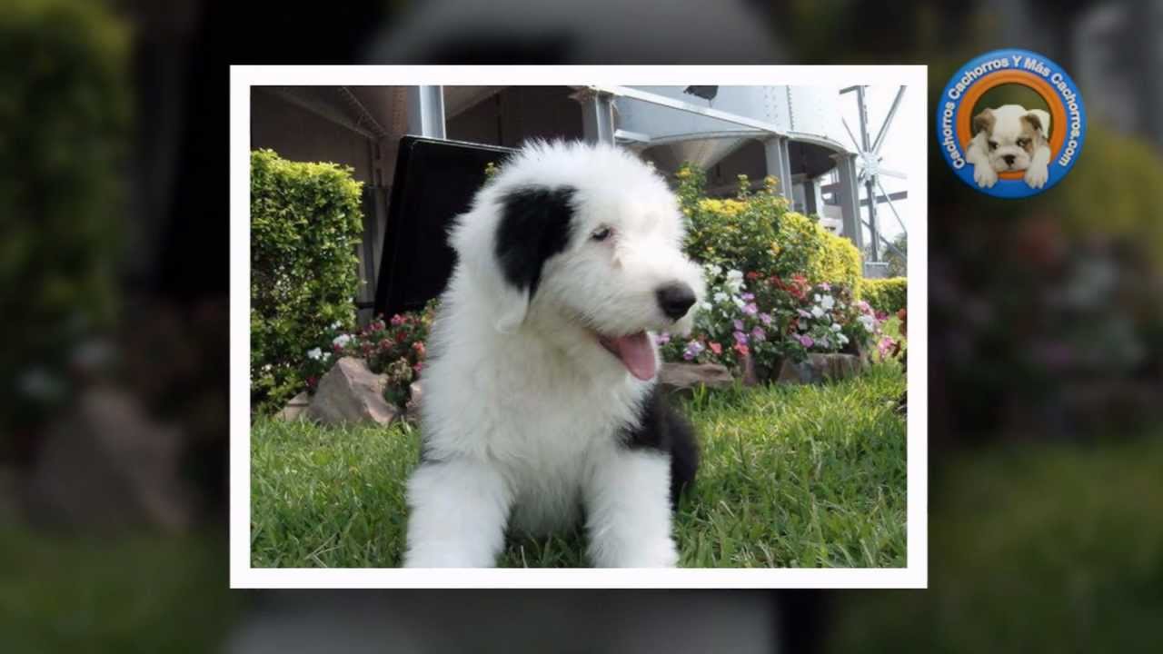 Viejo Pastor Ingles Cachorro  English dogs, Old english sheepdog, English  sheepdog