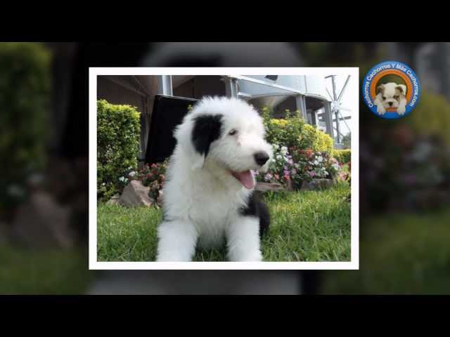 Cachorros Viejo Pastor Ingles Machos y Hembras – ❤️ZooMercado❤️