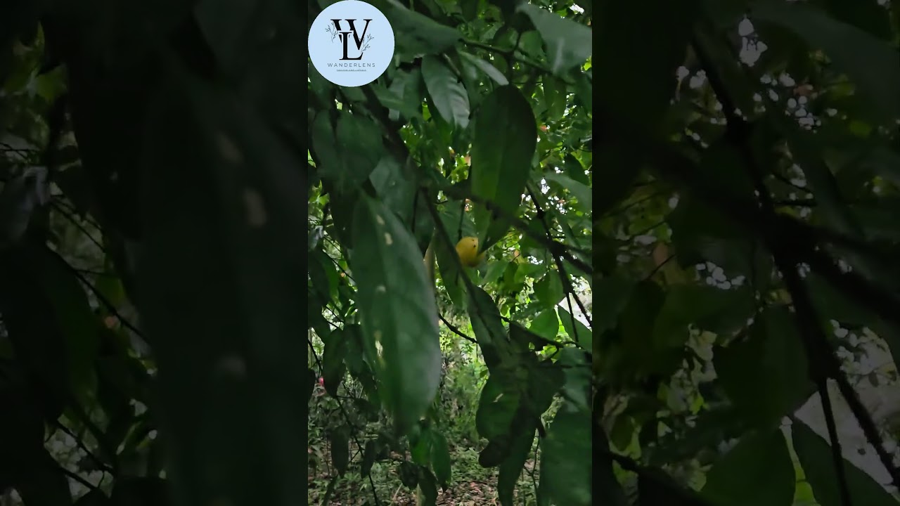 Looking for wild fruit, its name is Garcinia dulcis.