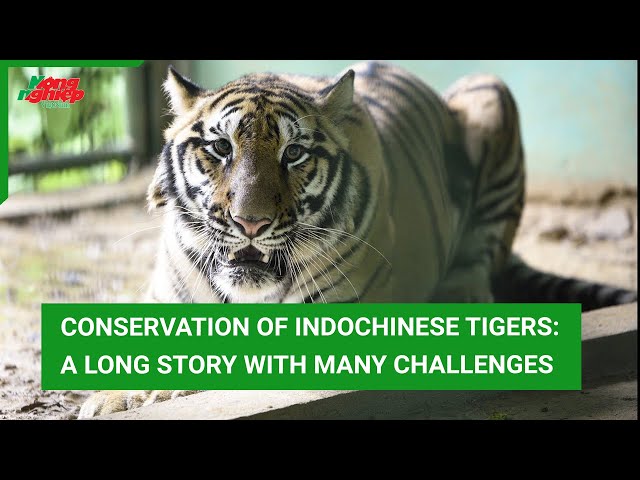 Indochinese tigers at Phong Nha-Ke Bang National Park