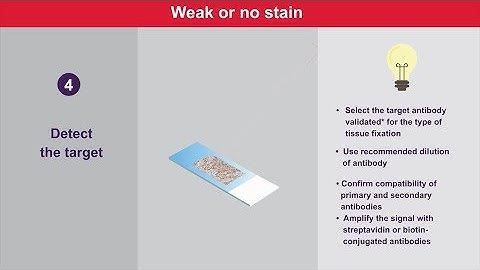 Immunohistochemistry Tips and Tricks for Weak or No Stain