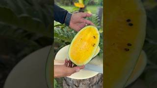 Yellow watermelon? #shortsvideo #youtubeshort #watermelon #yellowwatermelon #opinel