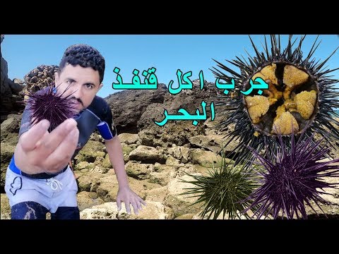 فيديو: كيف تأكل قنفذ البحر