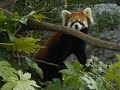 2022/3/5【よこはまズーラシア】キクちゃん(♀)➋⇒Red Panda &quot;キク&quot;-Yokohama Zoorasia (In Mar of 2022)