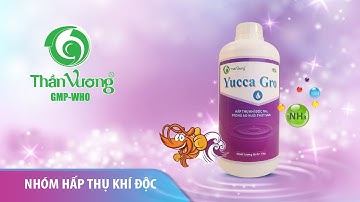YUCCA GRO - xử lý khí độc #39