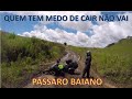 QUEM TEM MEDO DE CAIR NÃO VAI - Pássaro Baiano