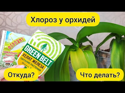 Листья орхидеи желтеют || Лечение хлороза у орхидей || Железо для орхидей