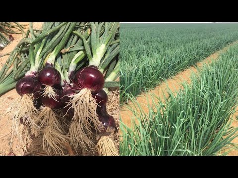 اتبع هذه الخطوات قبل الحصاد حتى لا تفقد محصول البصل بسبب التعفن